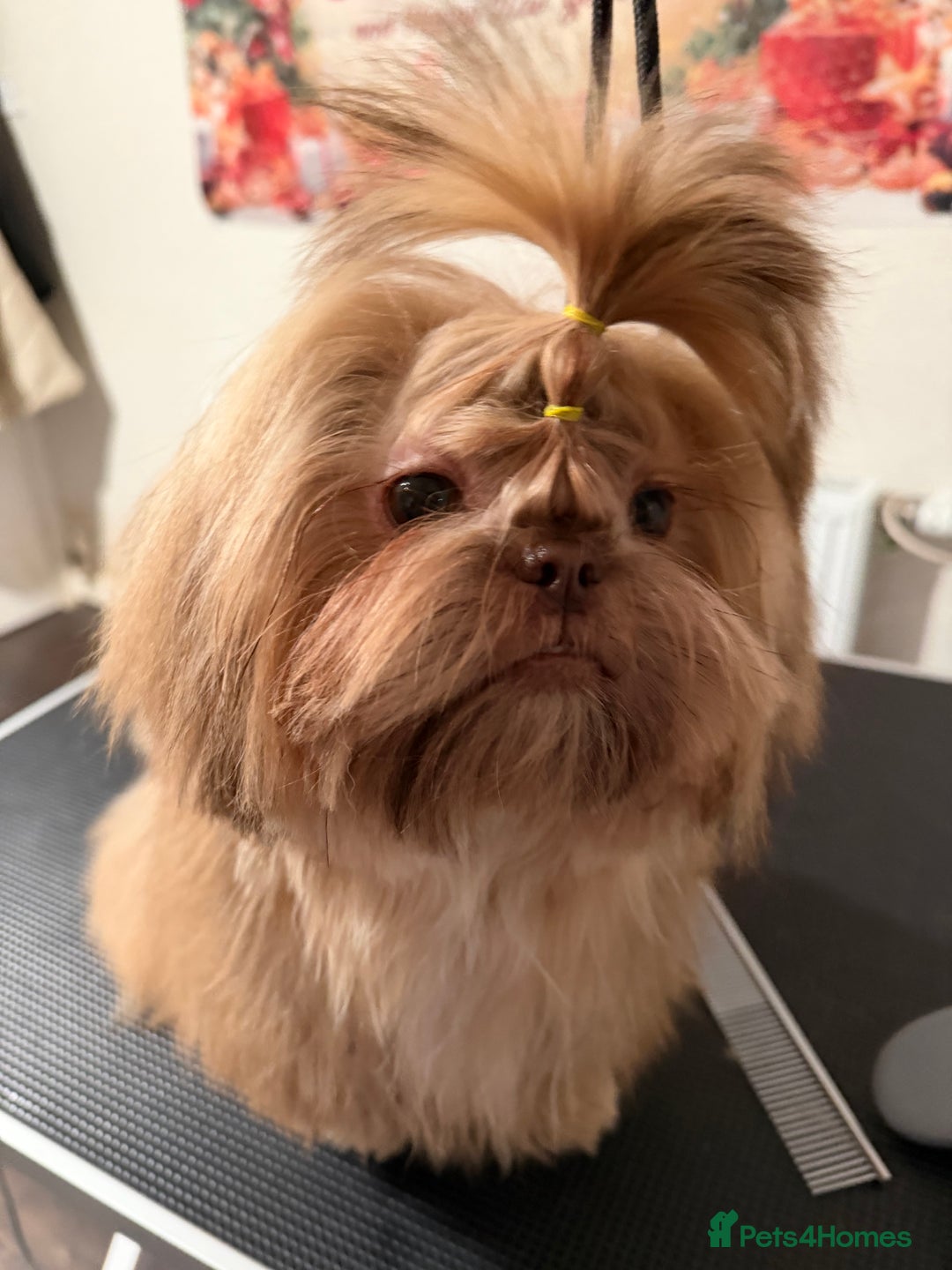 Shih Tzu dogs for sale: 2 8 months old Female KC registered Shih Tzu  - Advert 1