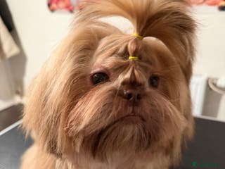 Shih Tzu dogs 2 8 months old Female KC registered Shih Tzu - Advert 2