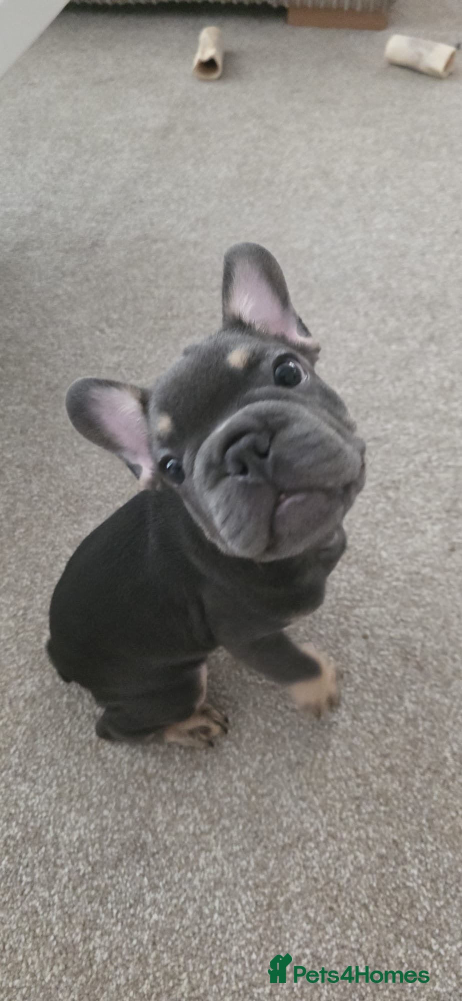 French Bulldog dogs French bulldogs  - Advert 1