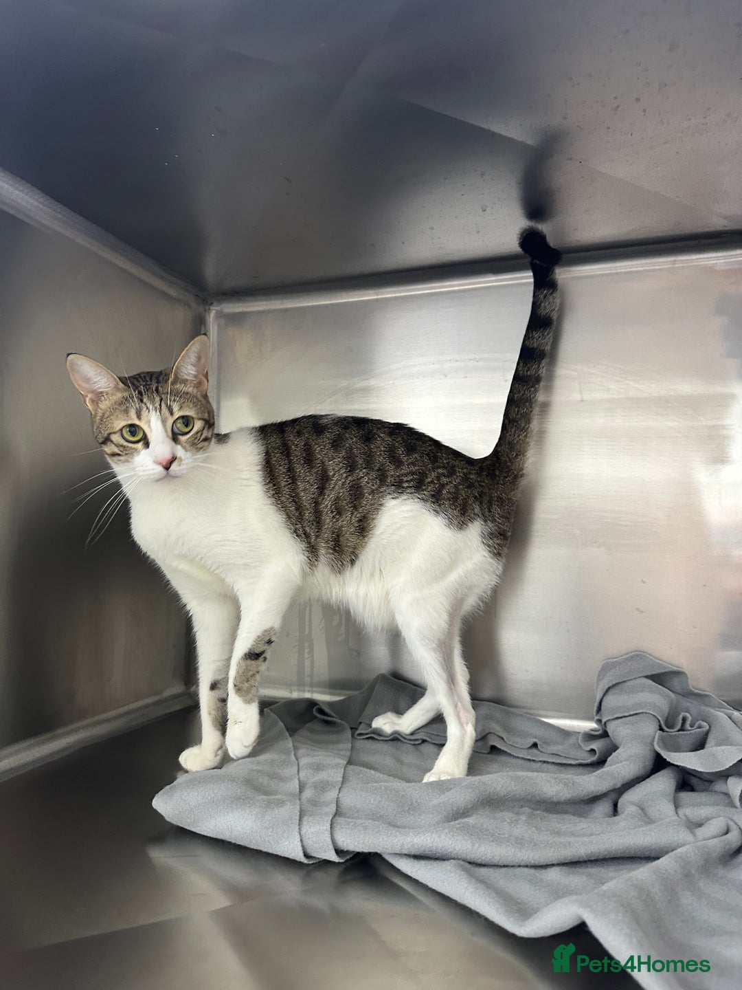 Arabian Mau cats for adoption: Female Rescue Cat for Adoption - Image 4