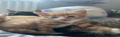 Mixed Breed Kitten 2