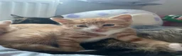 Mixed Breed cats for sale: Norwegian X kittens 4 males 1 ginger reserved  - Advert 9