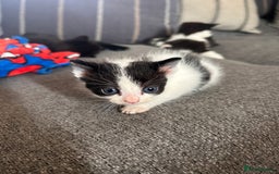 Domestic Shorthair cats for sale: Black and white shorthair kittens  - Image 5