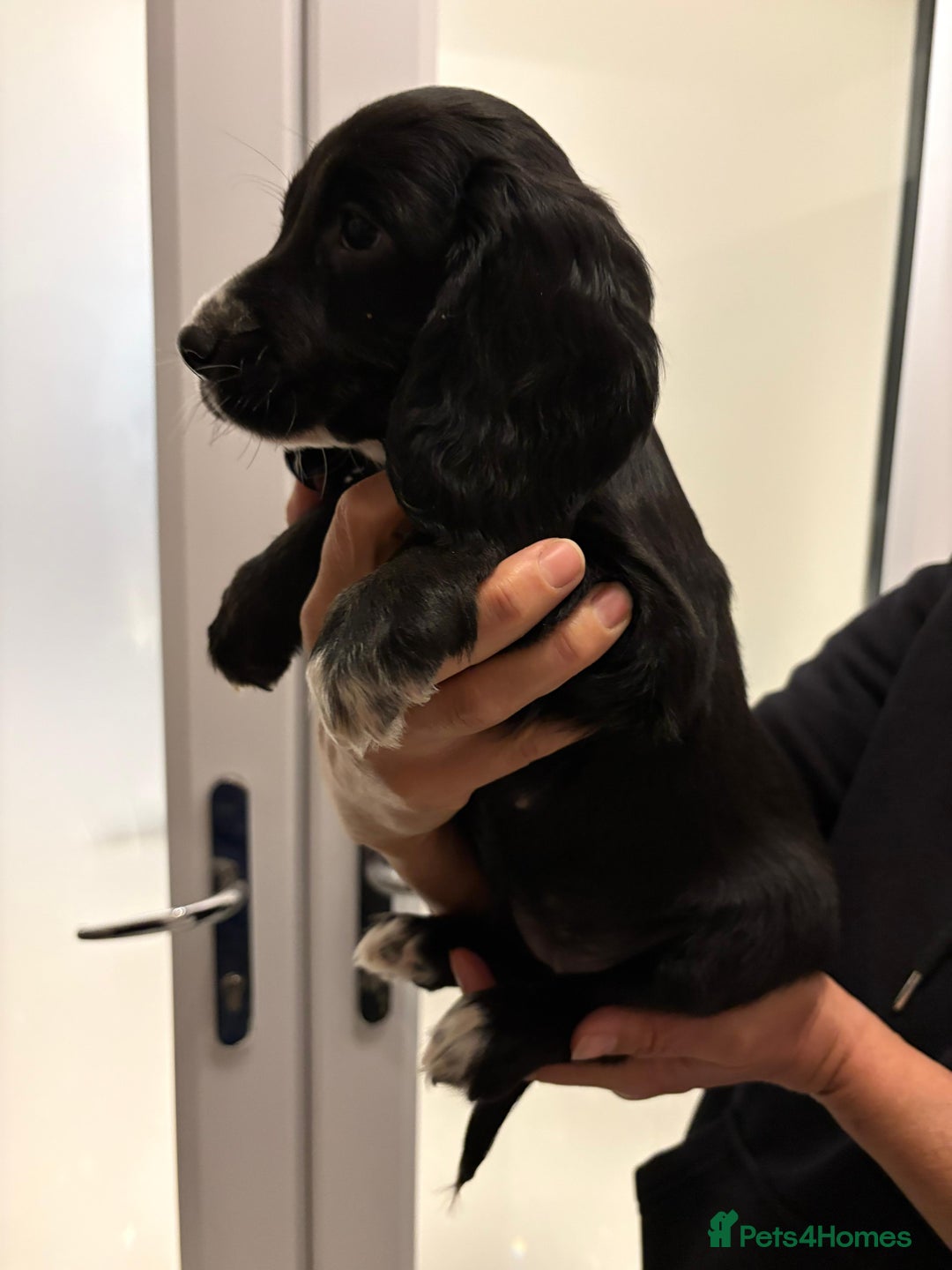 Cocker Spaniel dogs for sale: Show type KC and DNA health tested parents  - Advert 28