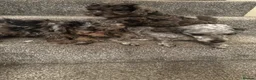 Poochon dogs for sale: Two Merle Poochon Pups - Advert 12