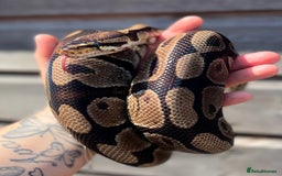 Python Snake reptiles for sale: The most wonderful royal python for a new family - Image 1