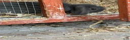 Mixed Breed rabbits for sale: 3 male lop mixed breed - Advert 6