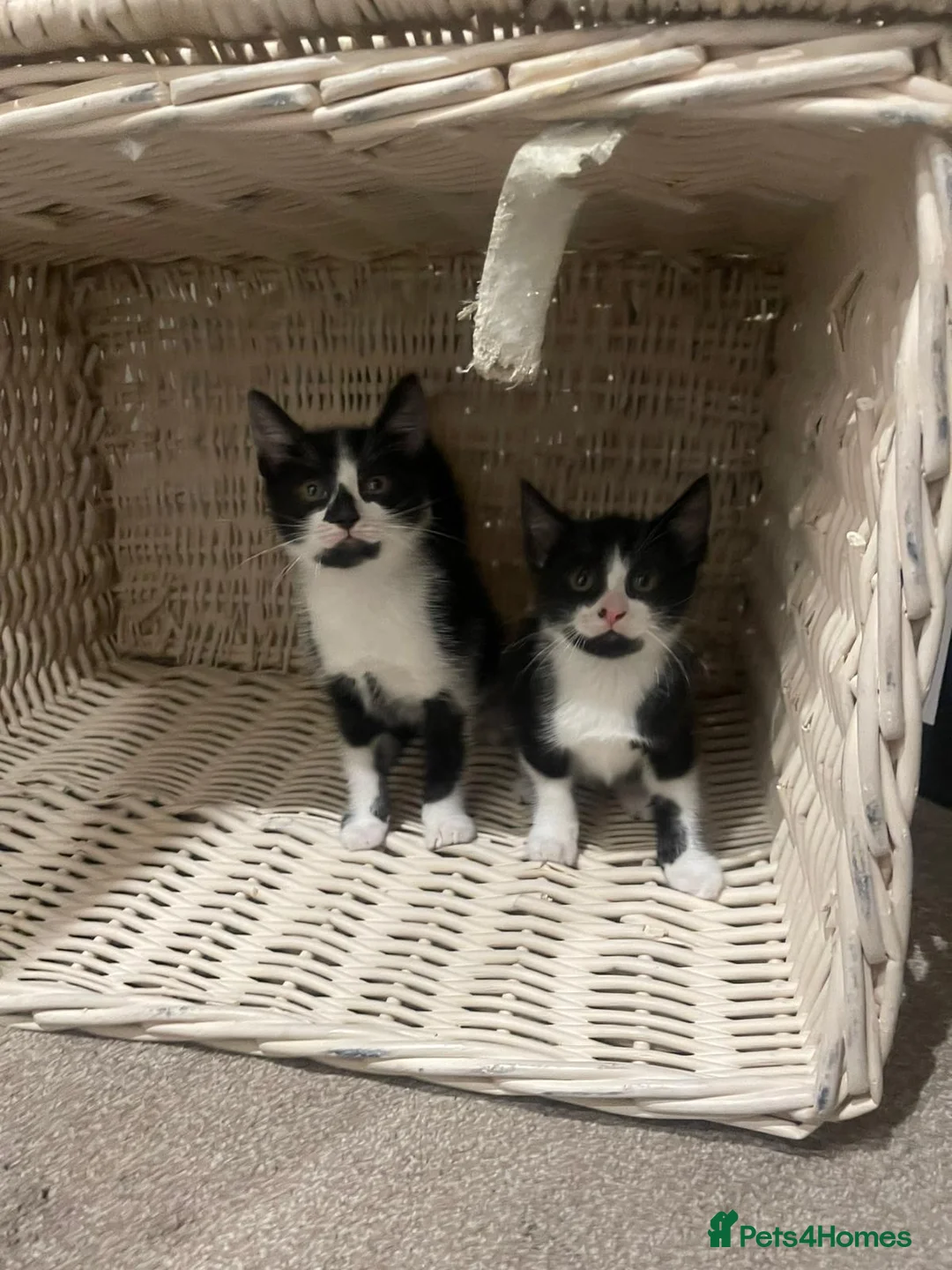 Mixed Breed cats for sale: Gorgeous kittens two boys  - Advert 2