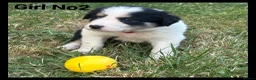 Mixed Breed dogs for sale: 5 Border collie  pups  - Advert 10