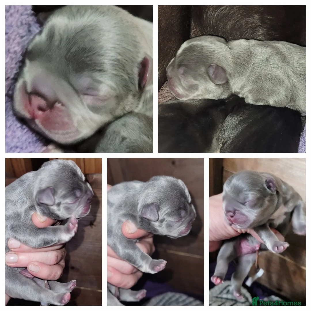 French Bulldog dogs for stud: Top Quality Stud RAMSGATE 🎯🎯 KC registered💣💣  in Ramsgate - Advert 20