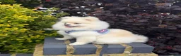 Pomeranian dogs for sale: Gorgeous Teddy Bear boy  - Advert 9