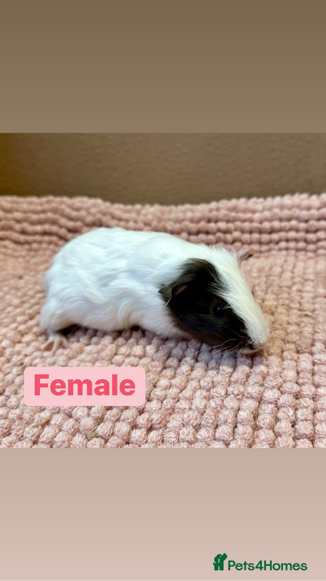 Guinea Pig rodents for sale: Young Guinea pigs  - Advert 15