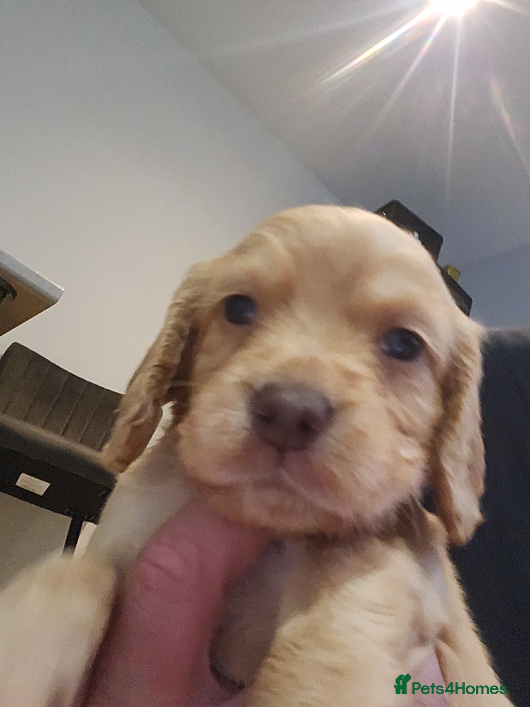 Cocker Spaniel dogs for sale: 3 kc reg working cocker spaniels avaliable  - Image 9
