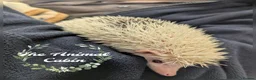 Pygmy Hedgehog rodents for sale: African pygmy hedgehogs, caresheets and tutorials! - Advert 6
