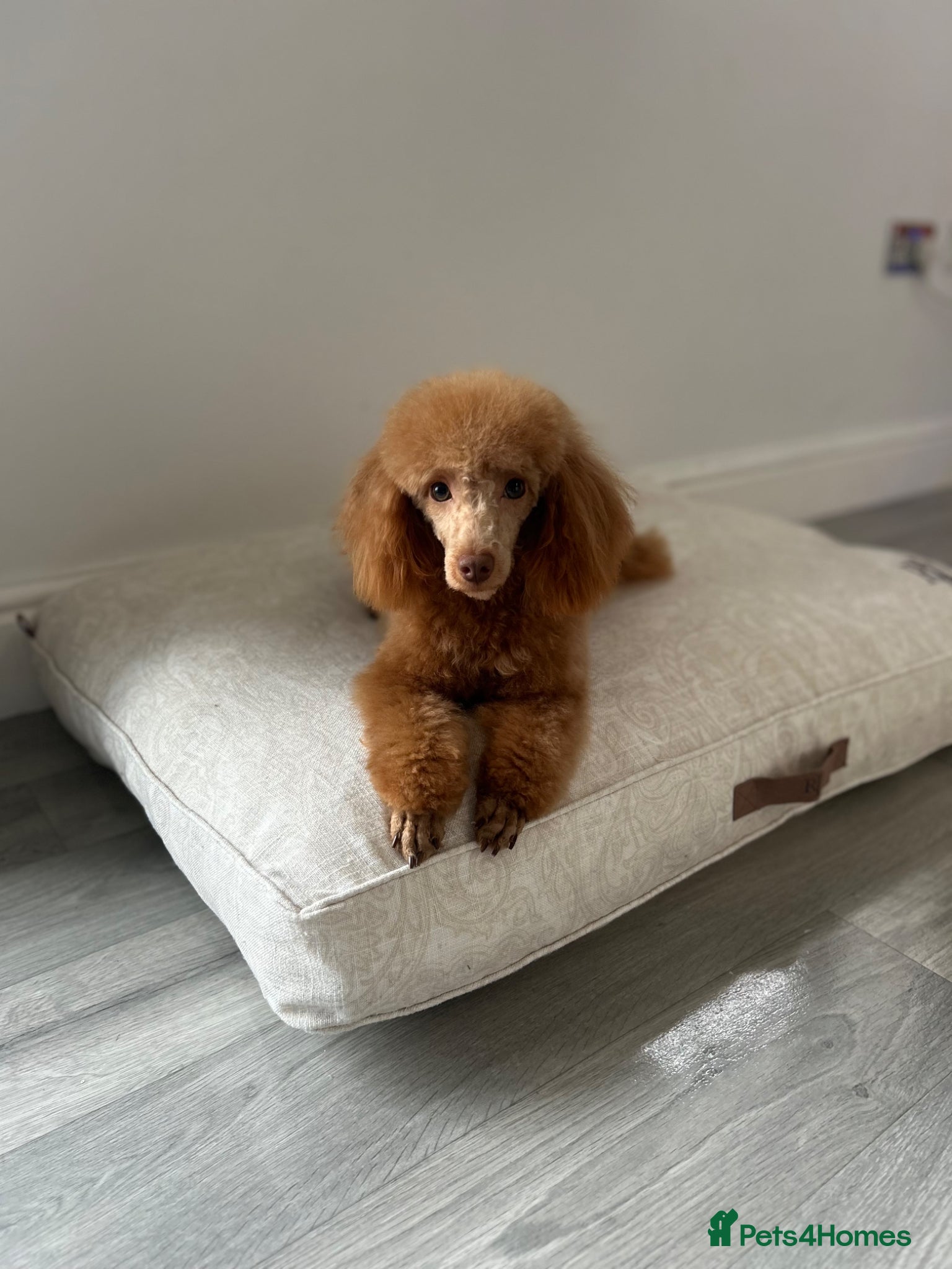 Toy Poodle dogs KC TOY POODLE FEMALE  - Advert 8