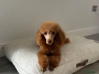 Toy Poodle dogs KC TOY POODLE FEMALE - Advert 1