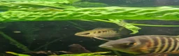 Cichlids fish for sale: 2 Festivum cichlid fish - Advert 7