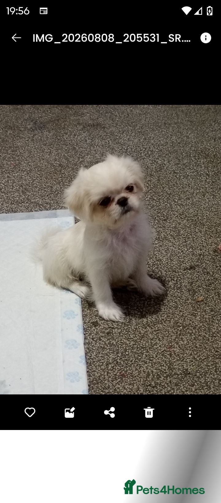 Mixed Breed dogs Pugz boy puppies,  - Advert 5