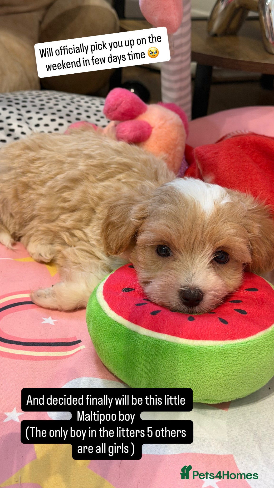 Maltipoo dogs Beautiful Tiny Maltipoo Puppy - Advert 1