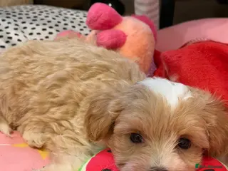 Maltipoo dogs Beautiful Tiny Maltipoo Puppy - Advert 1