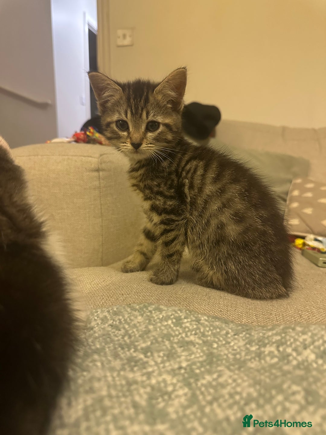 Mixed Breed cats for sale: Persian mixed bread kittens  - Advert 1