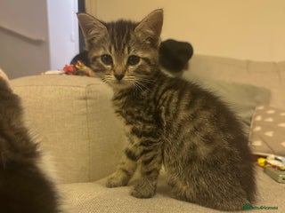 Mixed Breed cats Persian mixed bread kittens - Advert 6