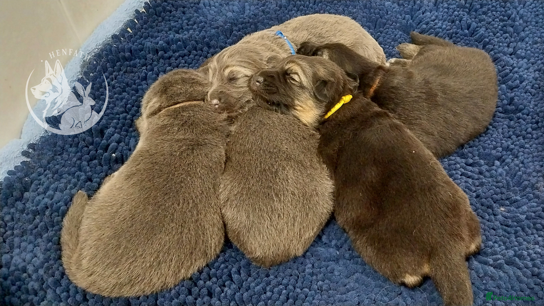 German Shepherd dogs for sale: KC health tested top quality german shepherds - Image 12
