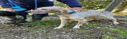 English Setter dogs for adoption: Valkiria in Alfreton - Advert 10