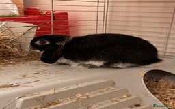 Mini Lop rabbits for sale: Mini lop rabbit - Image 2
