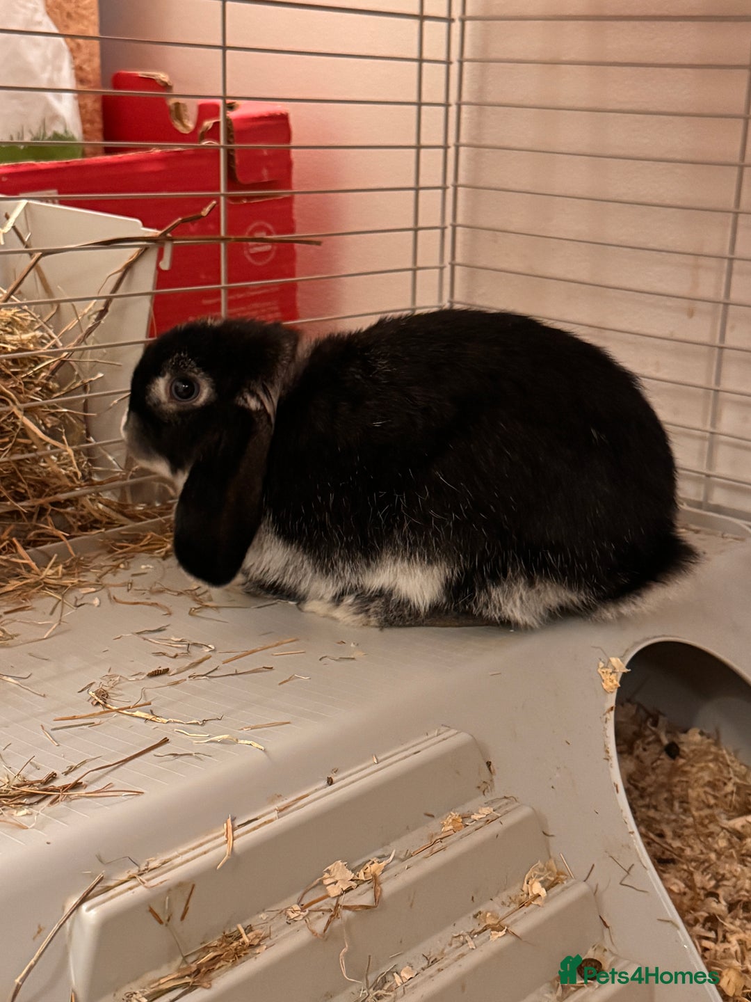 Mini Lop rabbits for sale: Mini lop rabbit - Image 2