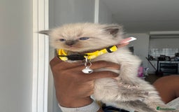 Ragdoll cats for sale: Chocolate point Ragdoll kittens🐈🧡💛💚 - Image 7