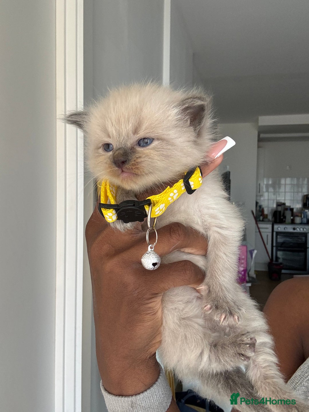 Ragdoll cats for sale: Chocolate point Ragdoll kittens🐈🧡💛💚 - Image 7