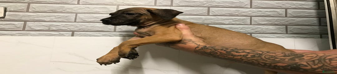 Presa Canario Puppy 4