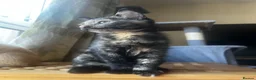 Mixed Breed cats for sale: 2 boys + girl - Advert 13