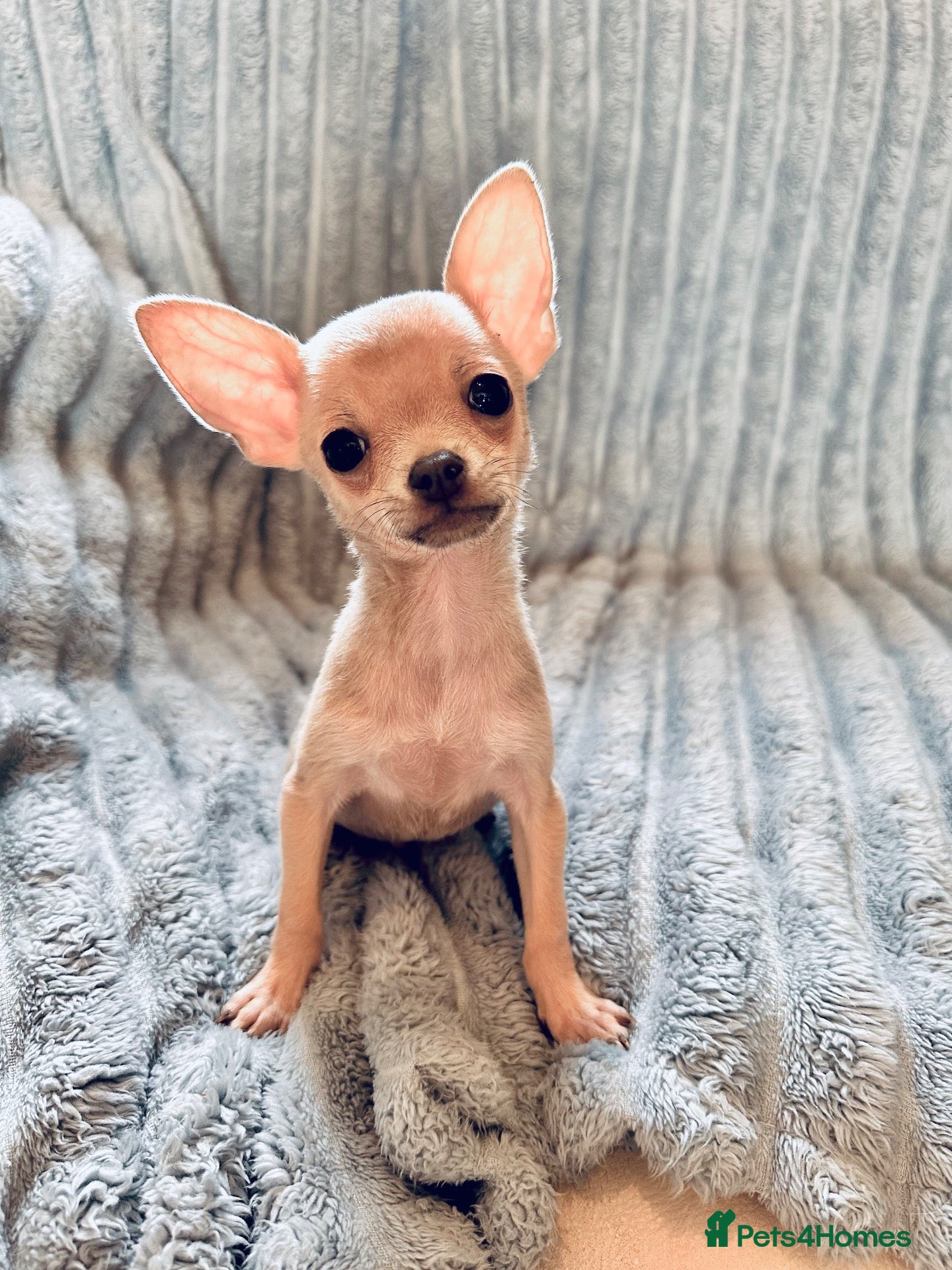 Chihuahua dogs Tiny silver male chihuahua pup - Advert 1