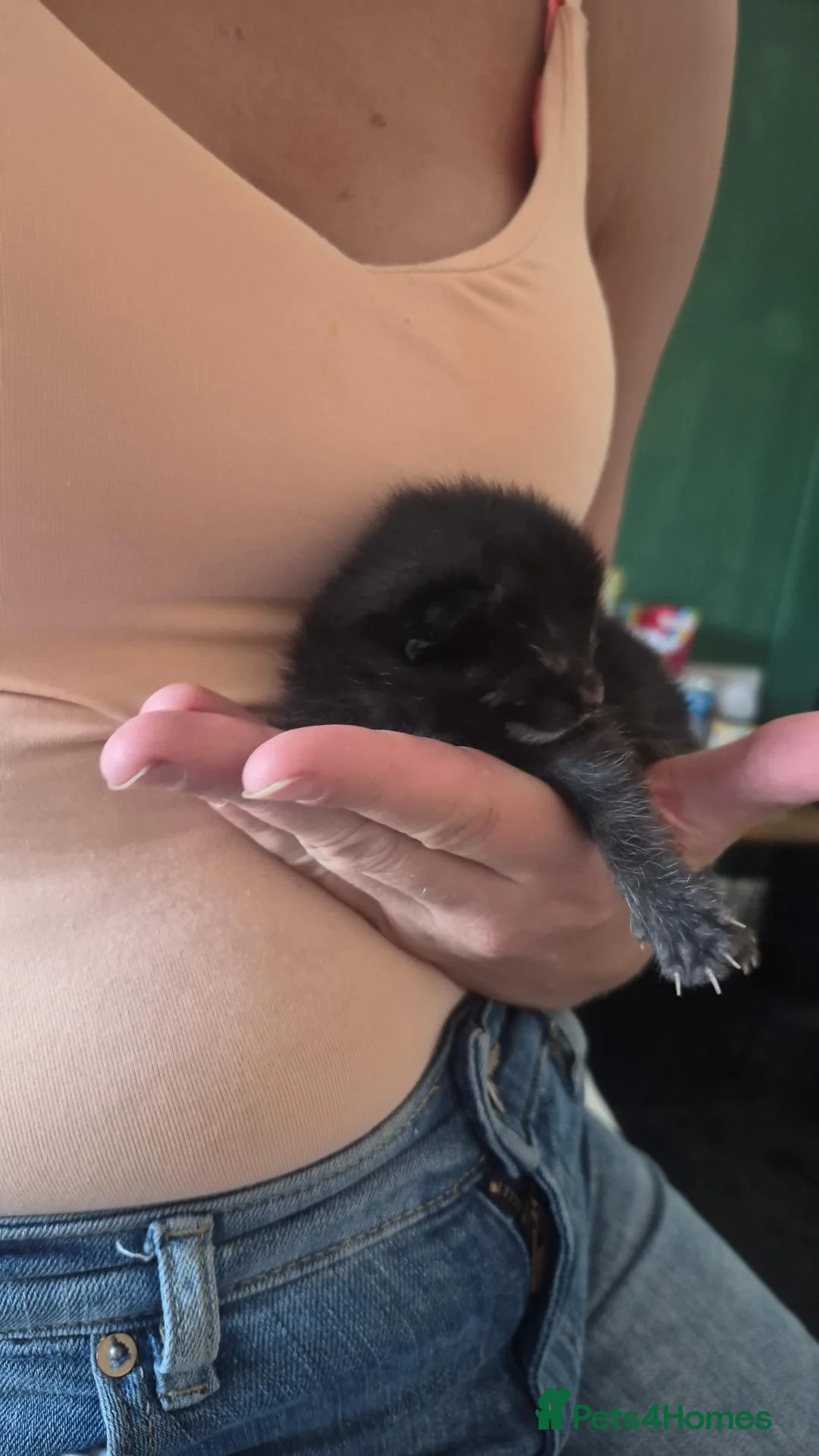 British Shorthair cats for sale: 3 kittens for salw - Advert 4