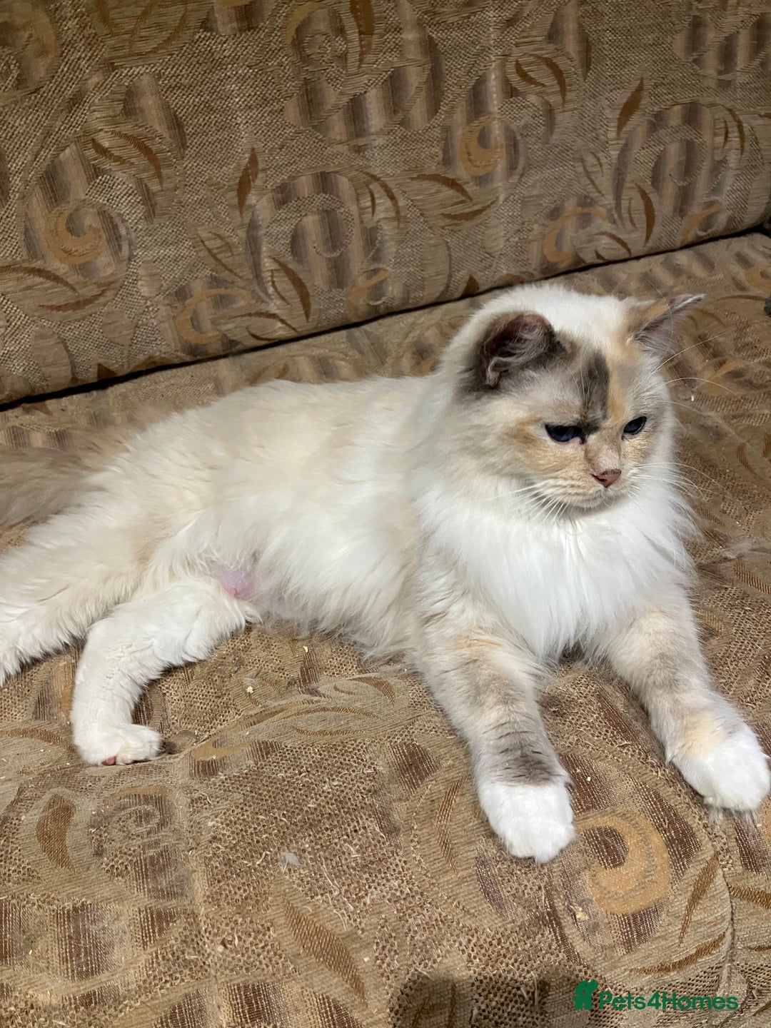 Ragdoll cats for sale: Stunning pure Ragdolls  - Advert 27