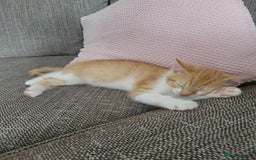 Mixed Breed cats for sale: Beautiful little boy - Image 7