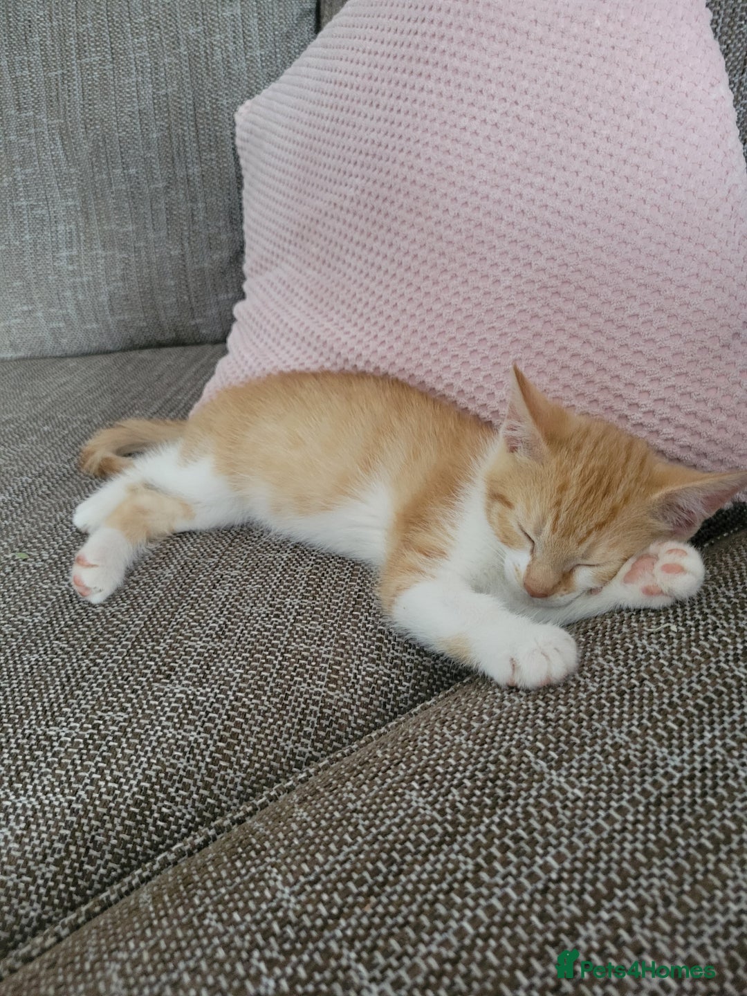 Mixed Breed cats for sale: Beautiful little boy - Image 7