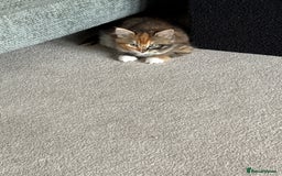 Mixed Breed cats for sale: Tortoiseshell Girl  - Image 4