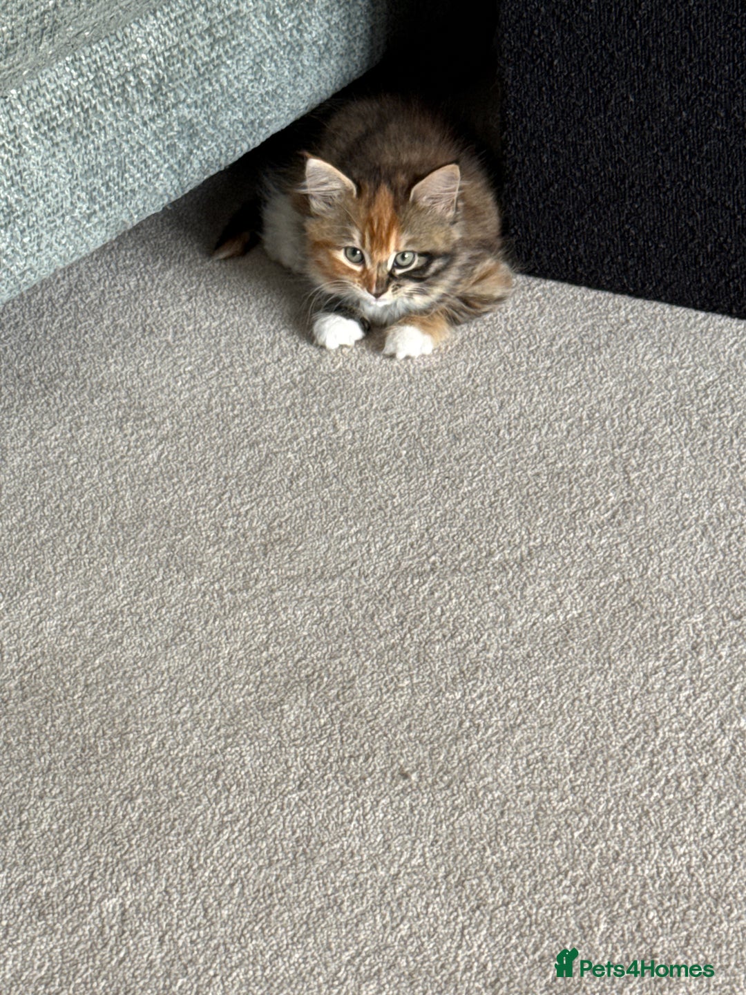 Mixed Breed cats for sale: Tortoiseshell Girl  - Image 4