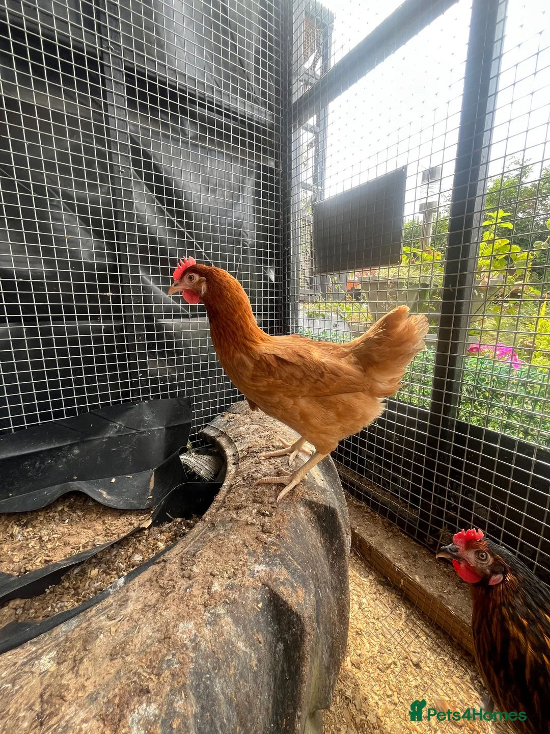 Chickens poultry for sale: Chickens - Laying Hens - POL Chicken  - Advert 1