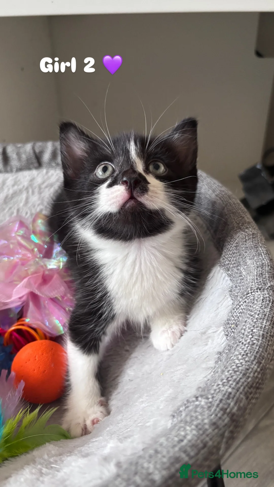 Mixed Breed cats for sale: 3 black and white kittens 🩷 - Advert 2