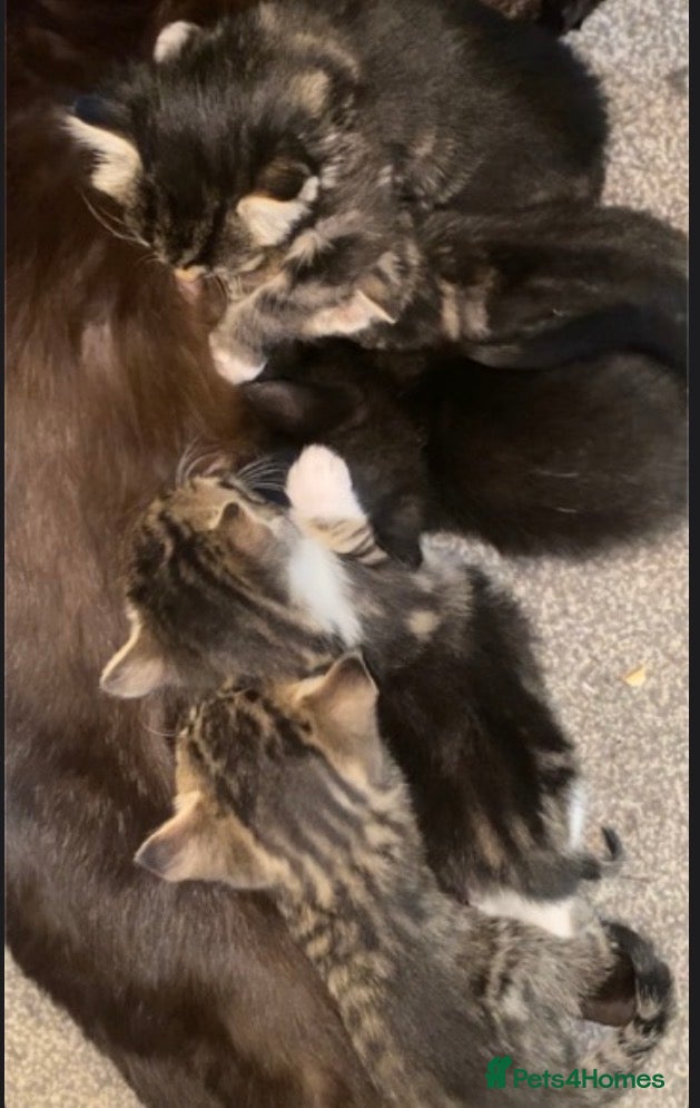 Mixed Breed cats Kittens for sale  - Advert 1