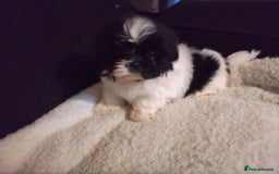 Shih Tzu dogs for sale: Quality Half Imperial Shitzu Puppies.  - Image 6
