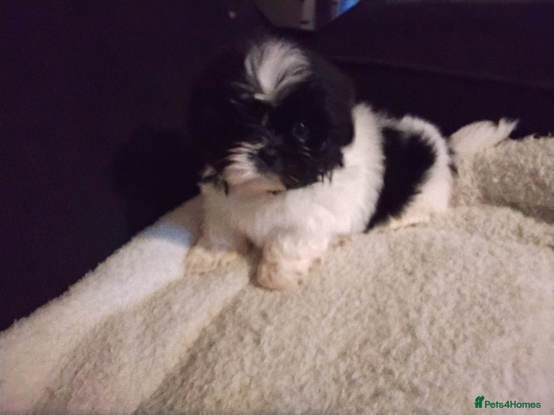 Shih Tzu dogs for sale: Quality Half Imperial Shitzu Puppies.  - Image 6