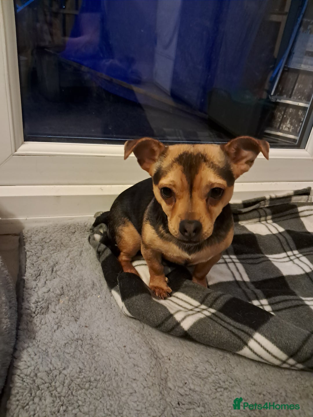Mixed Breed dogs for sale: Jack Russell cross Dachshund - Advert 2