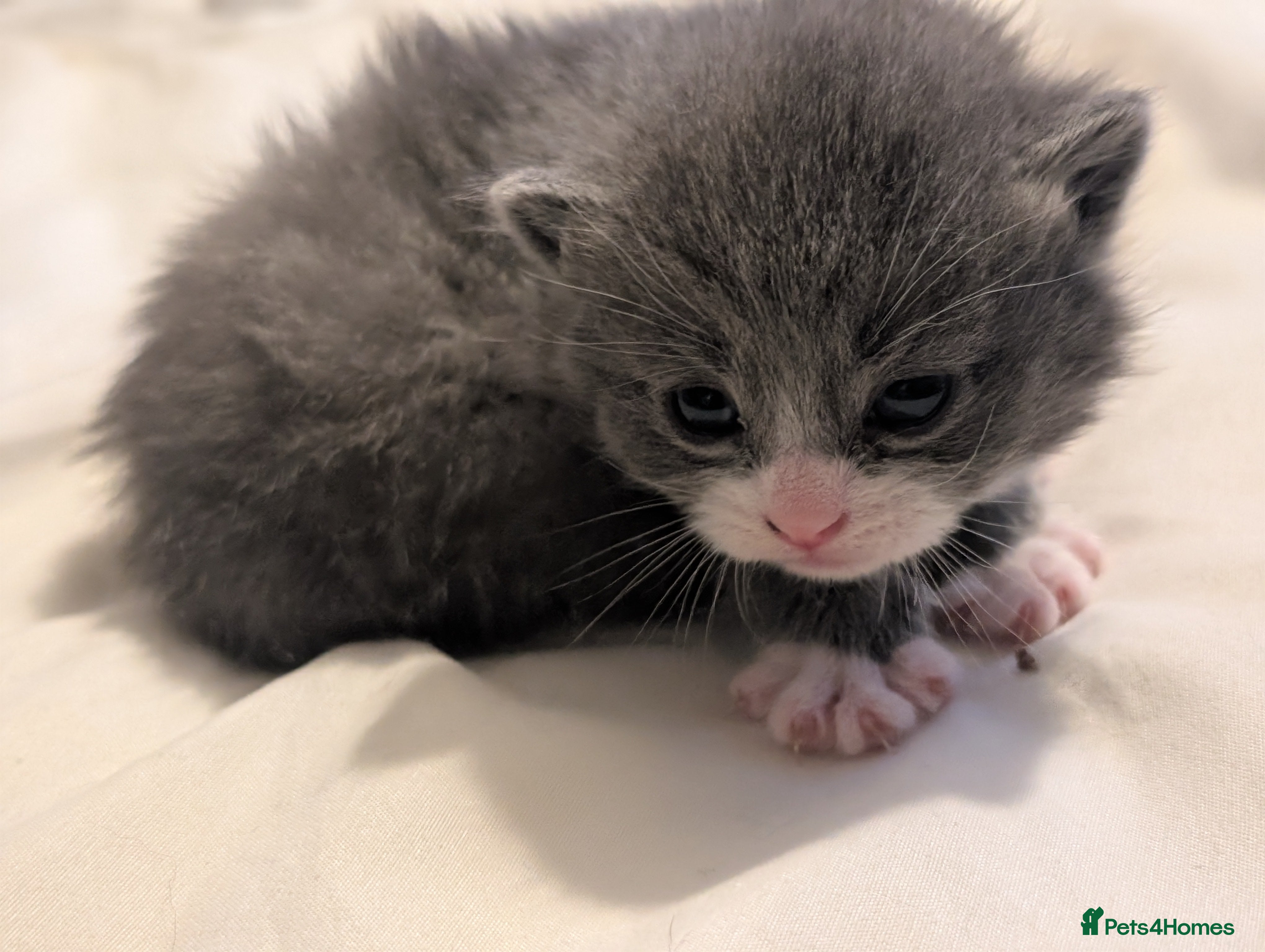 Domestic Shorthair cats for sale: 🖤 LAST KITTEN REMAINING – Midnight 🖤 - Advert 39