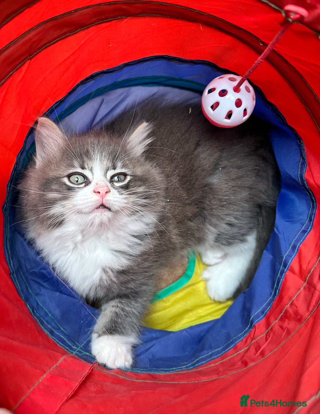 Norwegian Forest Cat cats for sale: 7 Exceptionally beautiful Norwegian Forest kittens - Advert 2