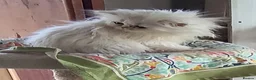 Persian cats for sale:  Persian Silver Shaded/Tipped kittens ready now - Advert 13